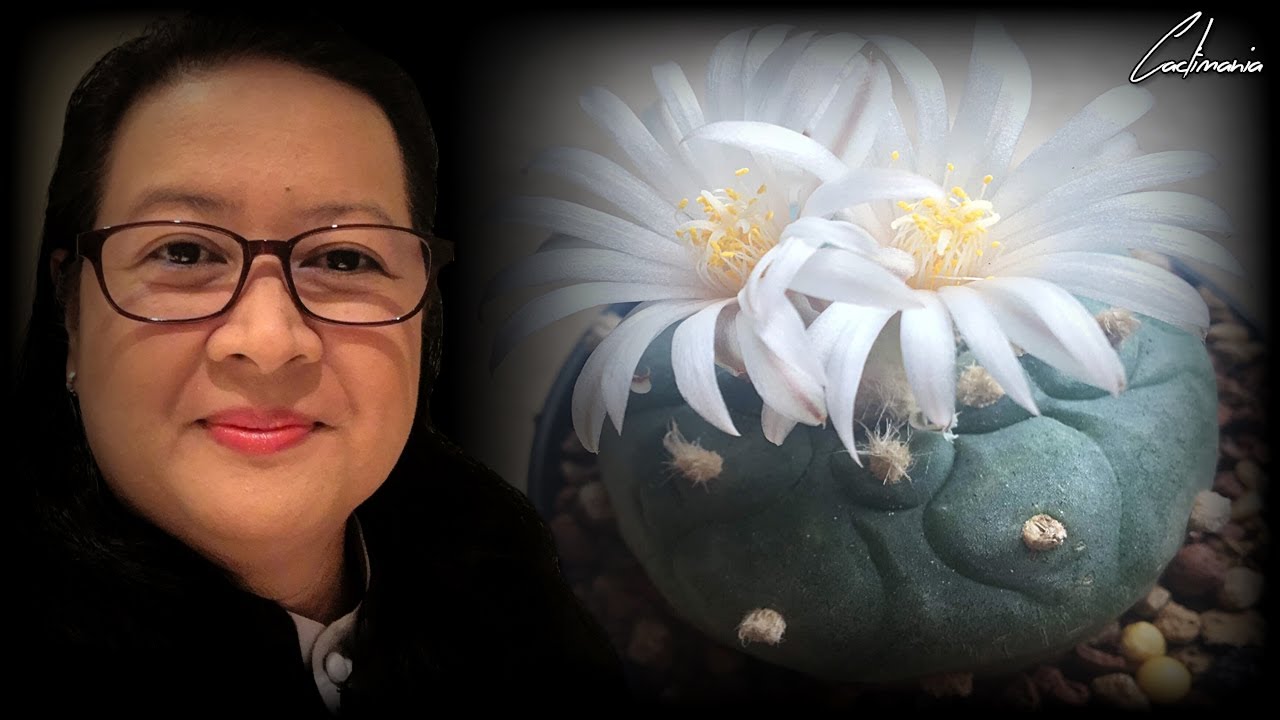 Cactus & Succulent Spotlight | Lophophora Williamsii/Diffusa | Narrated by Edith | Re-upload