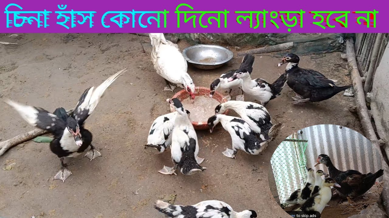 চিনা হাঁস কোনো দিনো ল্যাংড়া হবে না video Assam Farm 