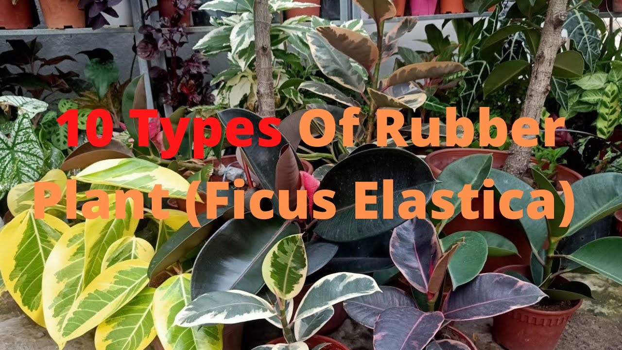 10 видов фикусов каучуконосных (Ficus Elastica) и советы по уходу
