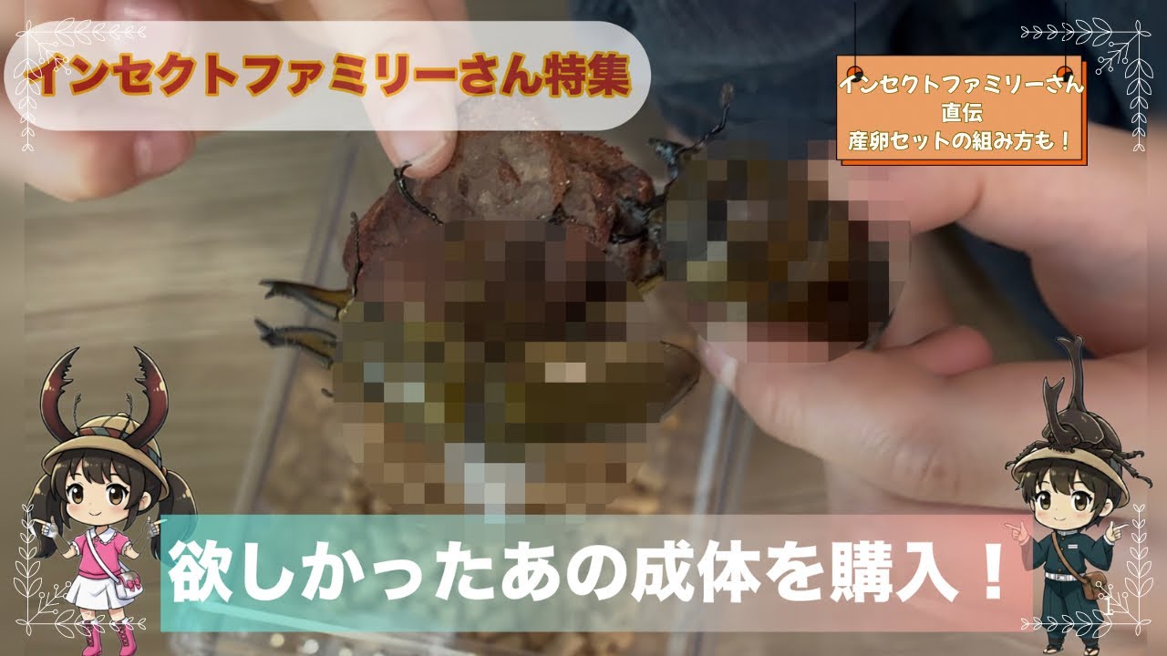欲しかった成体を購入！インセクトファミリーさん直伝産卵セットの組み方も！