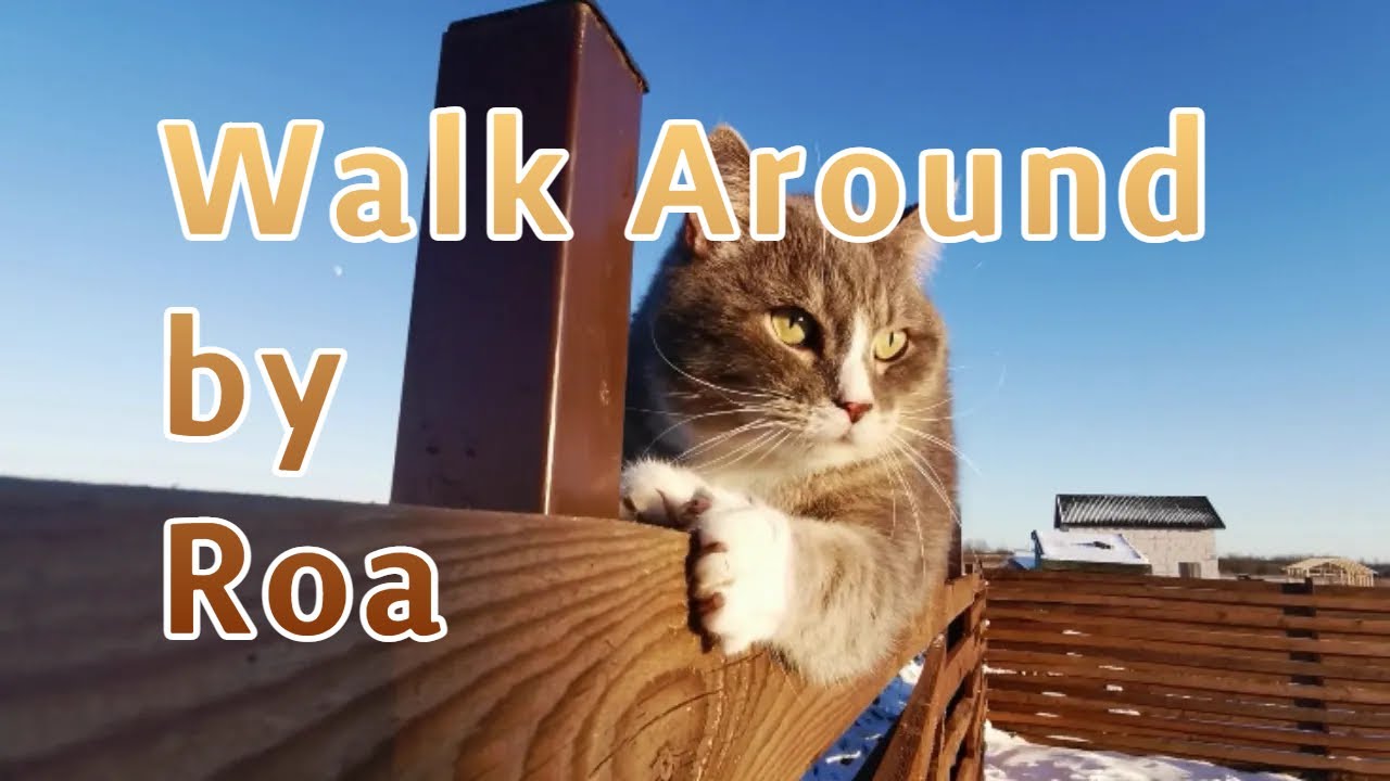 Cat Montage — Happy Tropical House Music "Walk Around" by Roa — High Definition