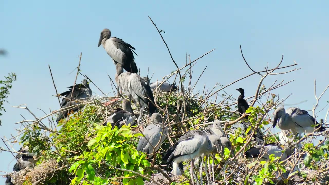 Bird Avian Communities Of Flooded Forest Areas 044