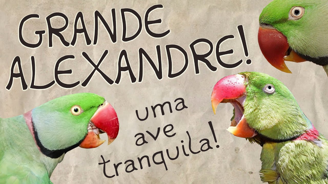Sobre o Grande Alexandre! - Parte 01