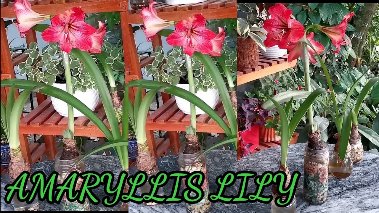 AMARYLLIS FULL BLOOM IN 40 DAYS JUST IN WATER, #HOWTOGROWAMARYLLIS/AMARYLLIS IN WATER