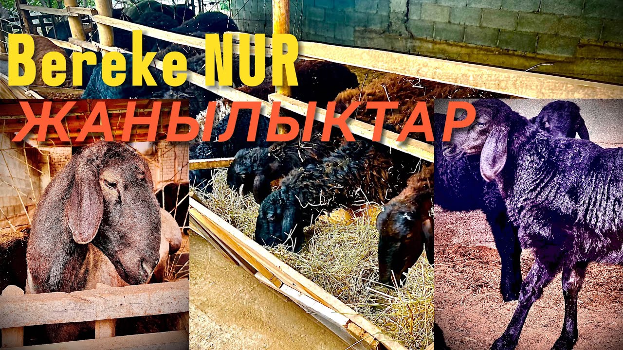 Береке НУР, кайрадан эфир алдында! Ура ✊