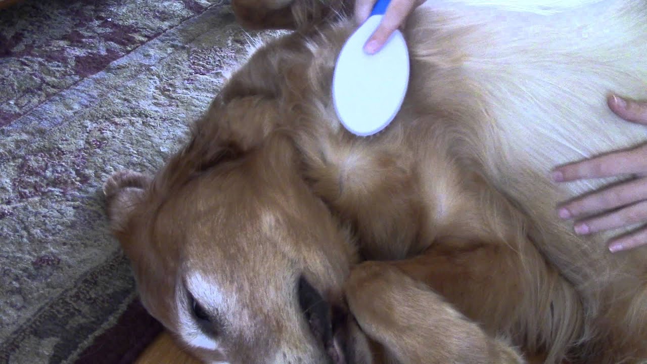 ASMR Petting, Scratching and Brushing My Dog!