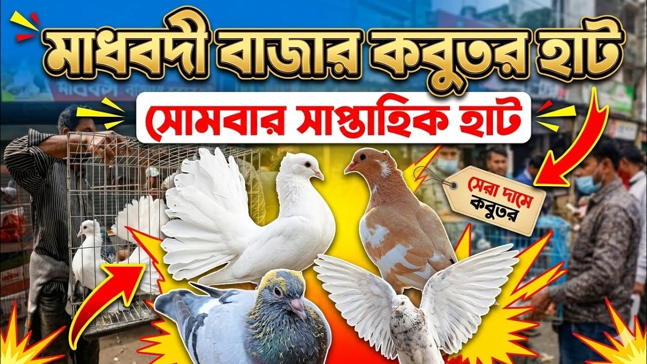 মাধবদী বাজার কবুতর হাট নরসিংদী #banglavlog February 2, 2026