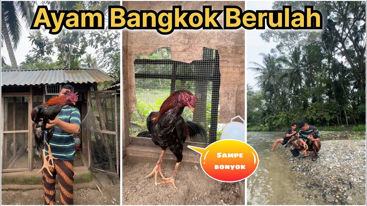 Kehebohan FARM ZUPARDI di pagi hari