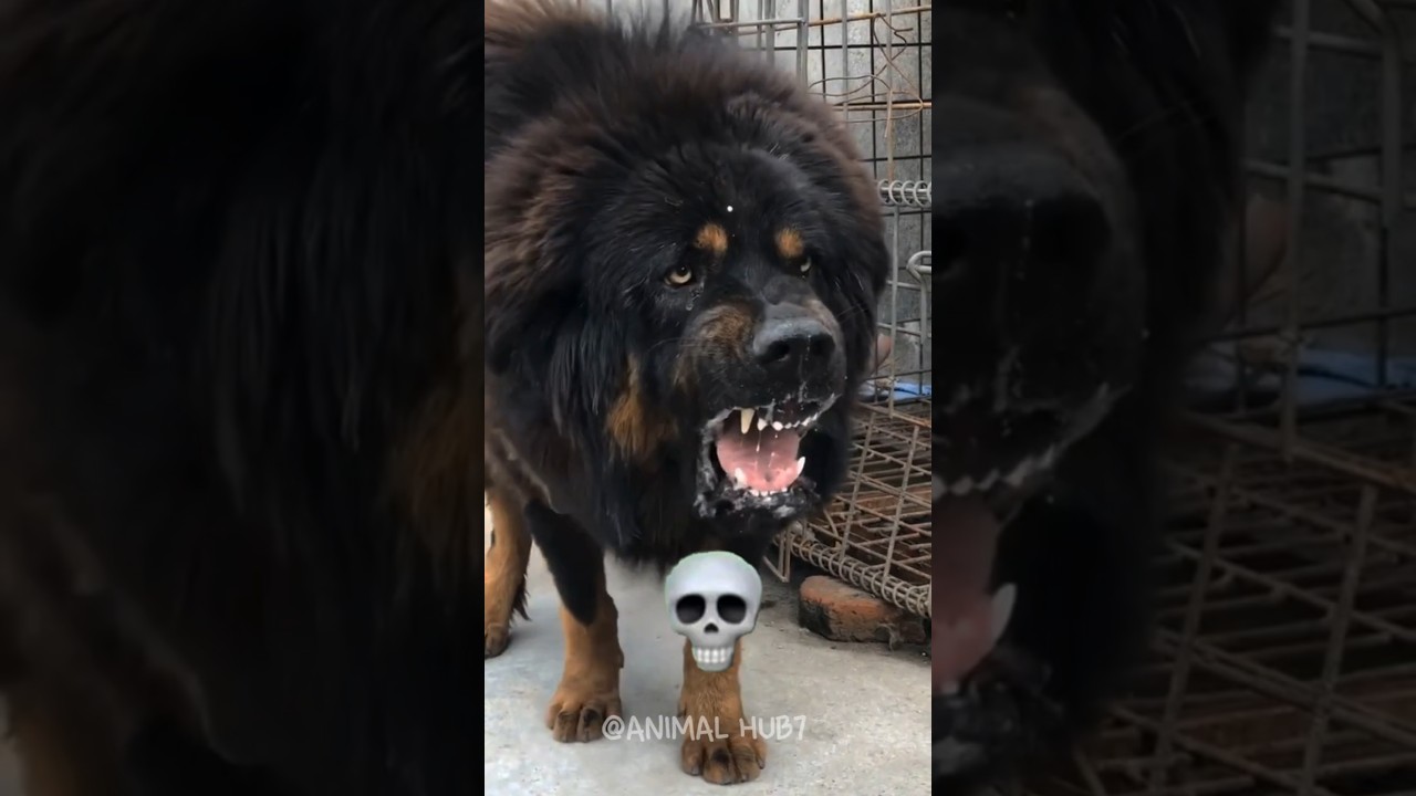 power off black dog transformation