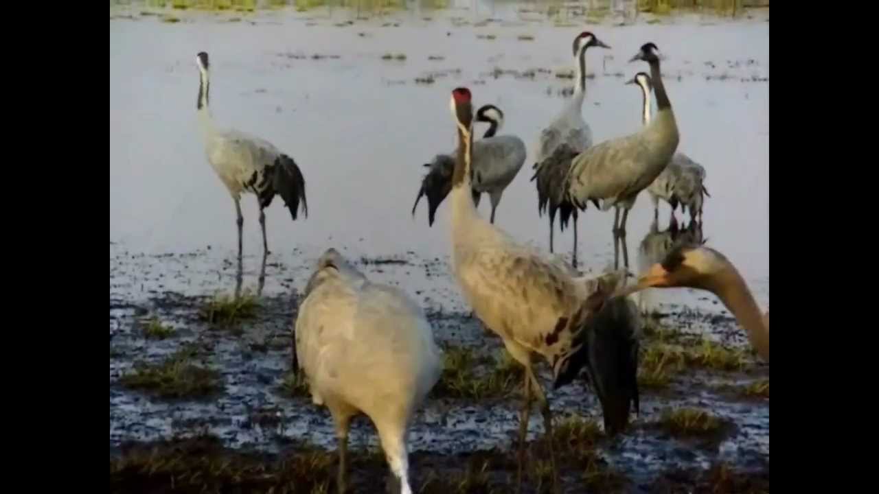Dancing with Cranes - A day at Lake Hornborga (Hornborgasjön)