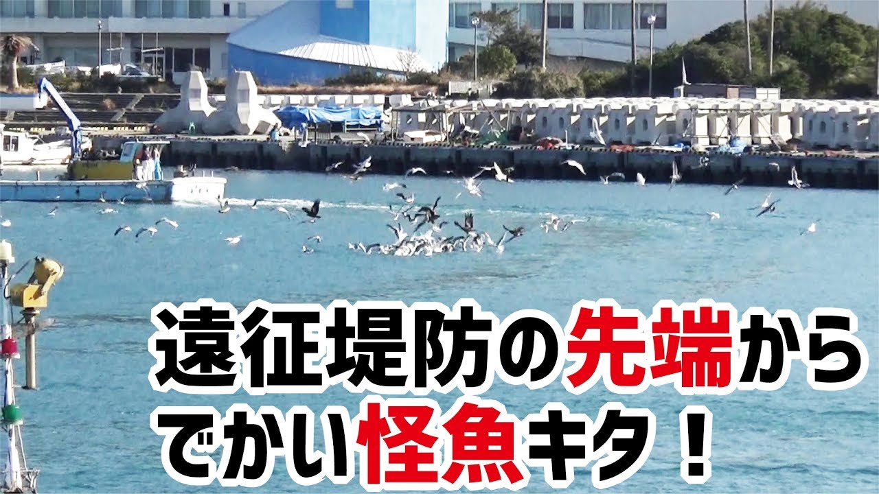 遠征堤防の先端からでかい怪魚が釣りあがる