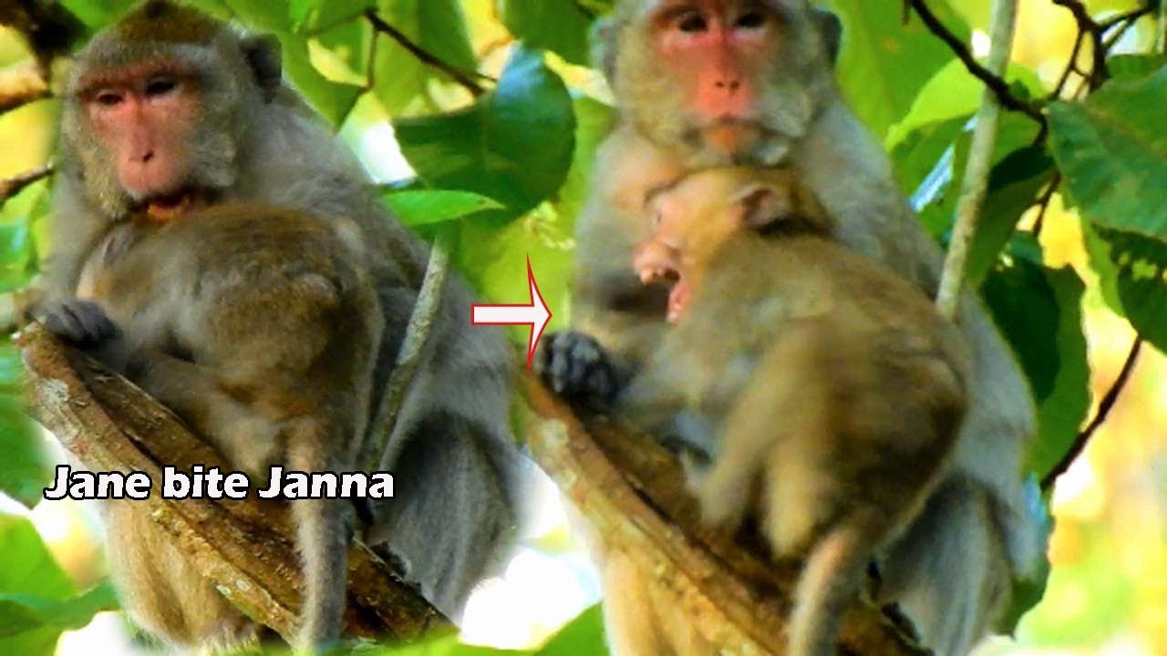 Evil Janna cry terrified | Pregnant monkey Jane bite Janna denied milk after Janna not stop asking