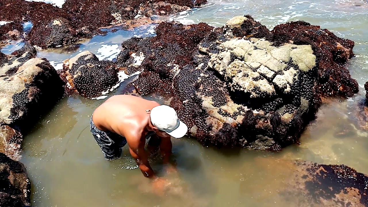 Pesca de tramboyos con la mano #Piura
