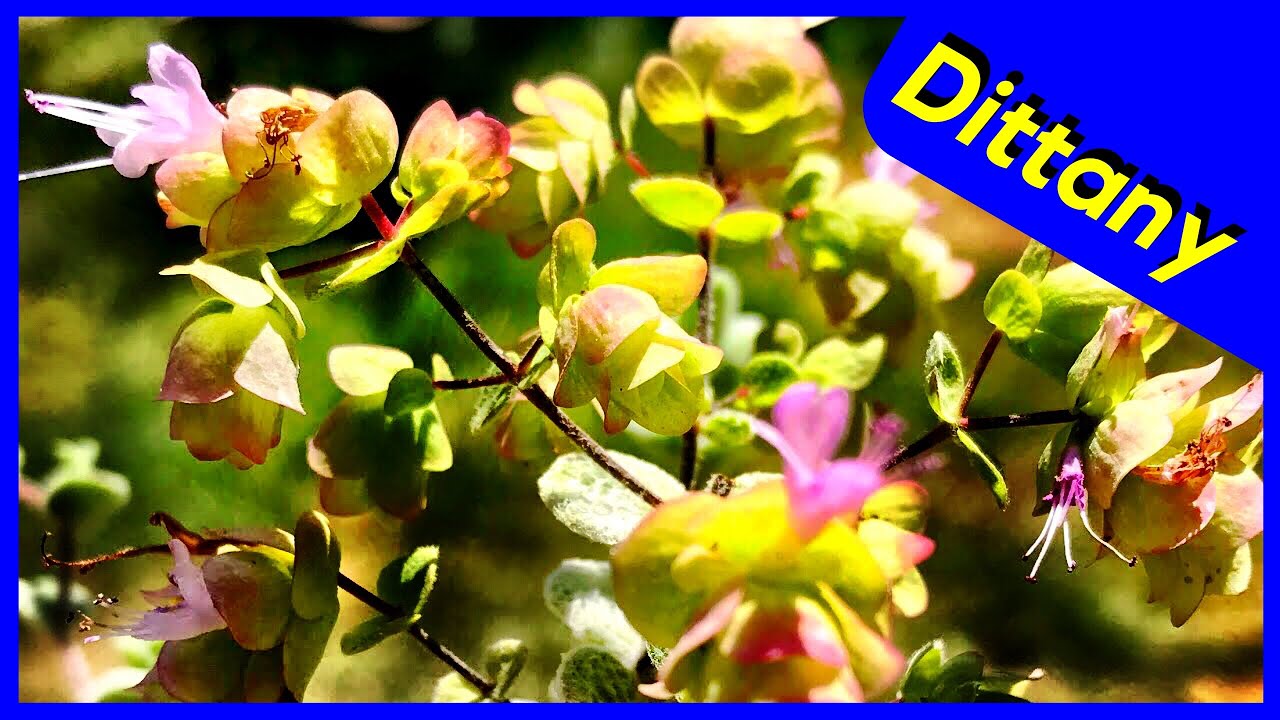 Dittany Of Crete (Origanum Dictamnus)