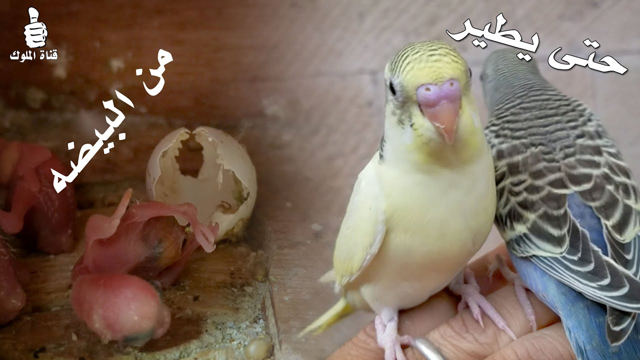 فتح عش عصافير البادجي و تصوير مراحل نمو فراخ البادجي من الخروج من البيضة حتى تطير Budgies Growth