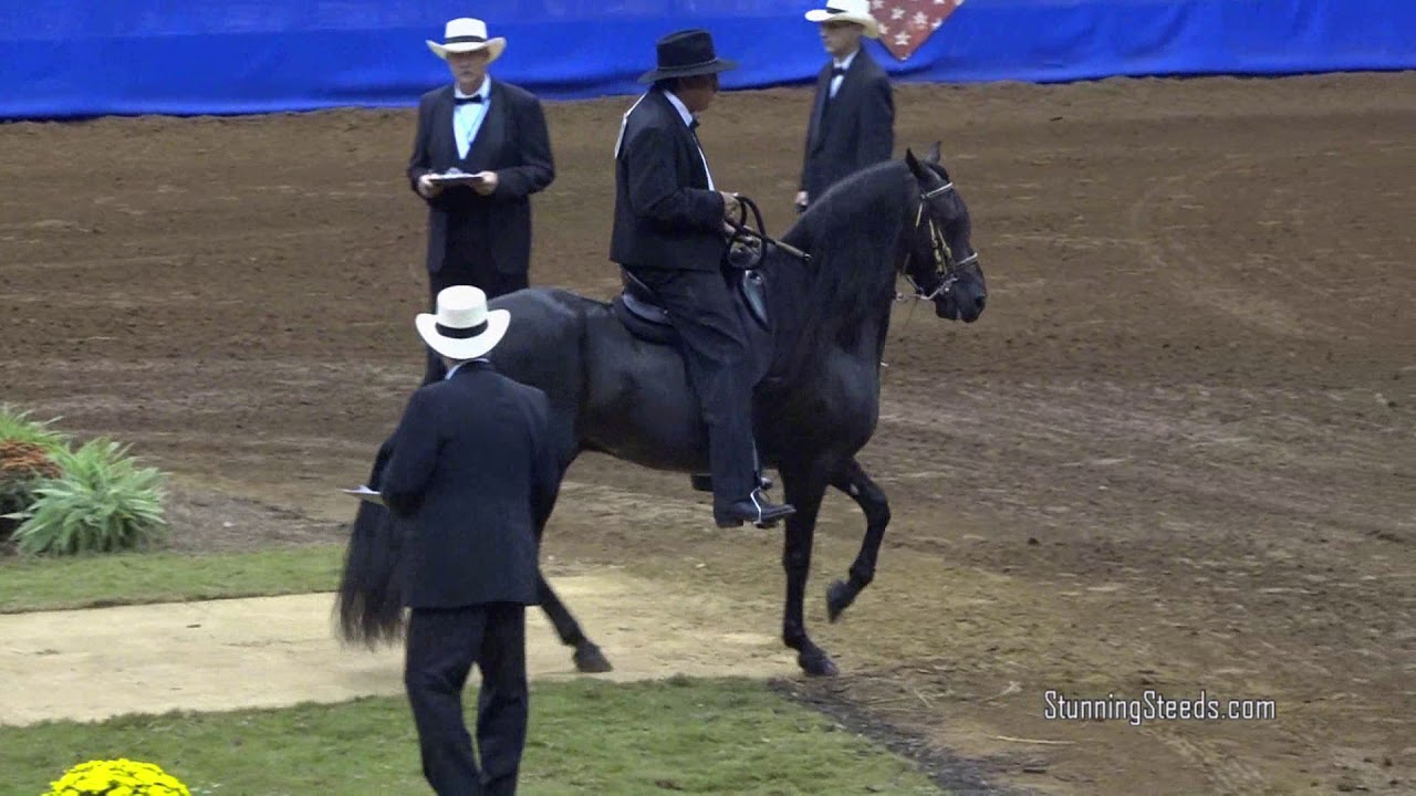 2017 Paso Fino Nationals -  Fino 5 & 6 Year Old Stallions - BOARDS & WORK OFFS
