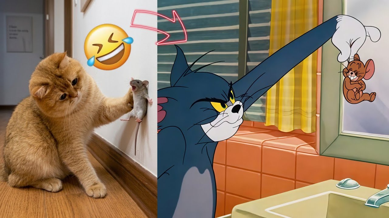 Funny cat videos (#7) funny cat reaction 🐈🤣