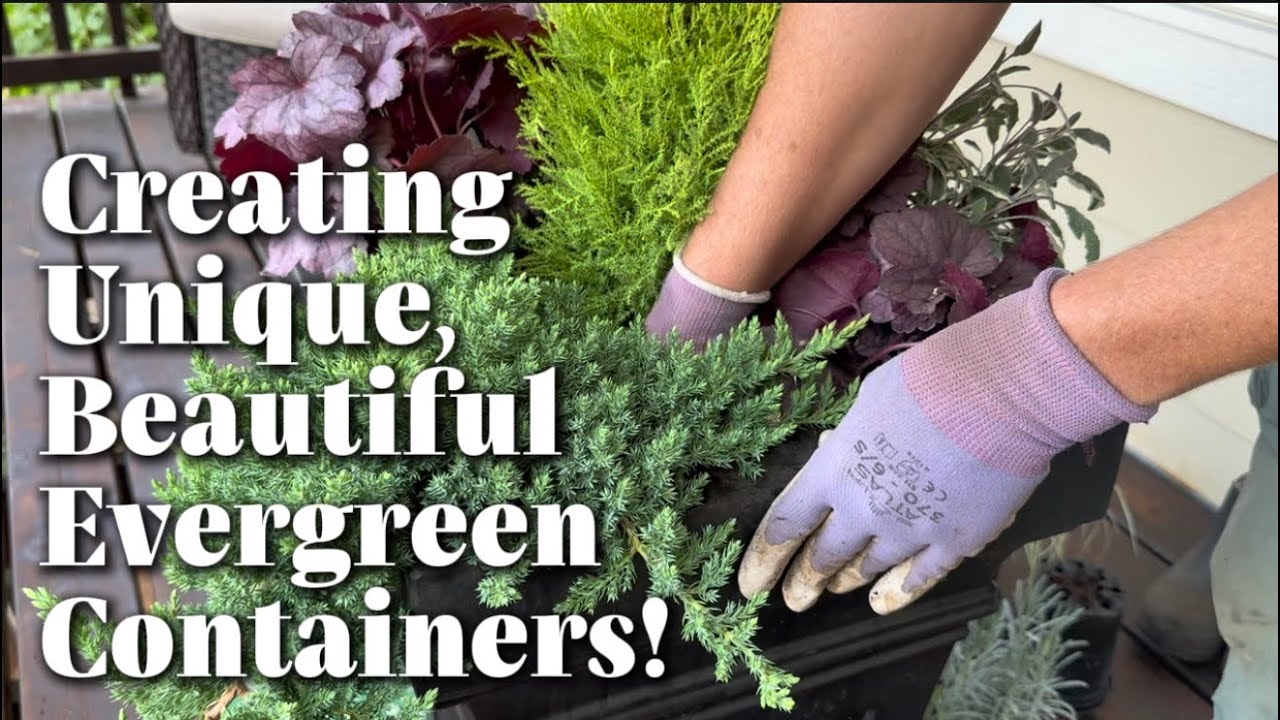 Planting Beautiful, Unique Evergreen Containers Focusing on Texture and Foliage! 