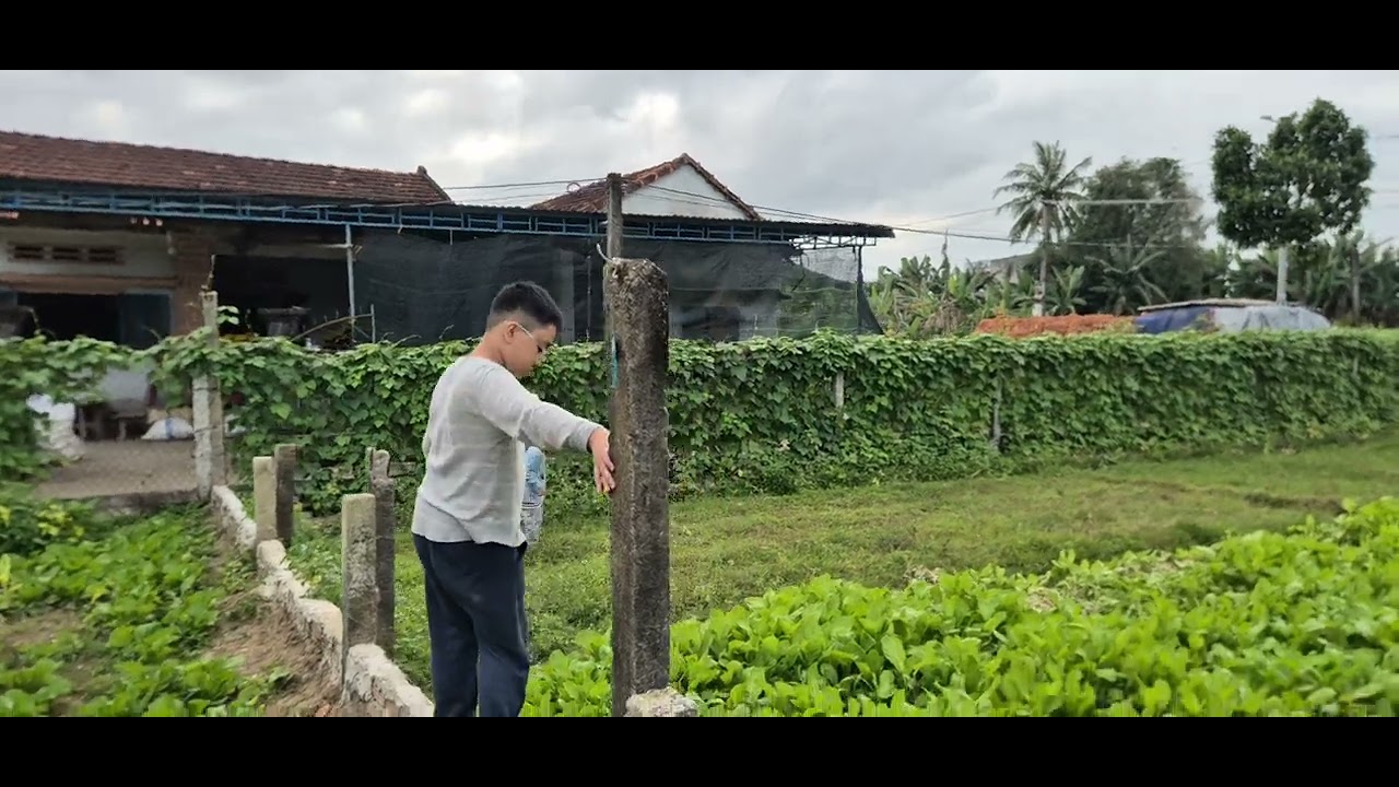 Bắt châu chấu