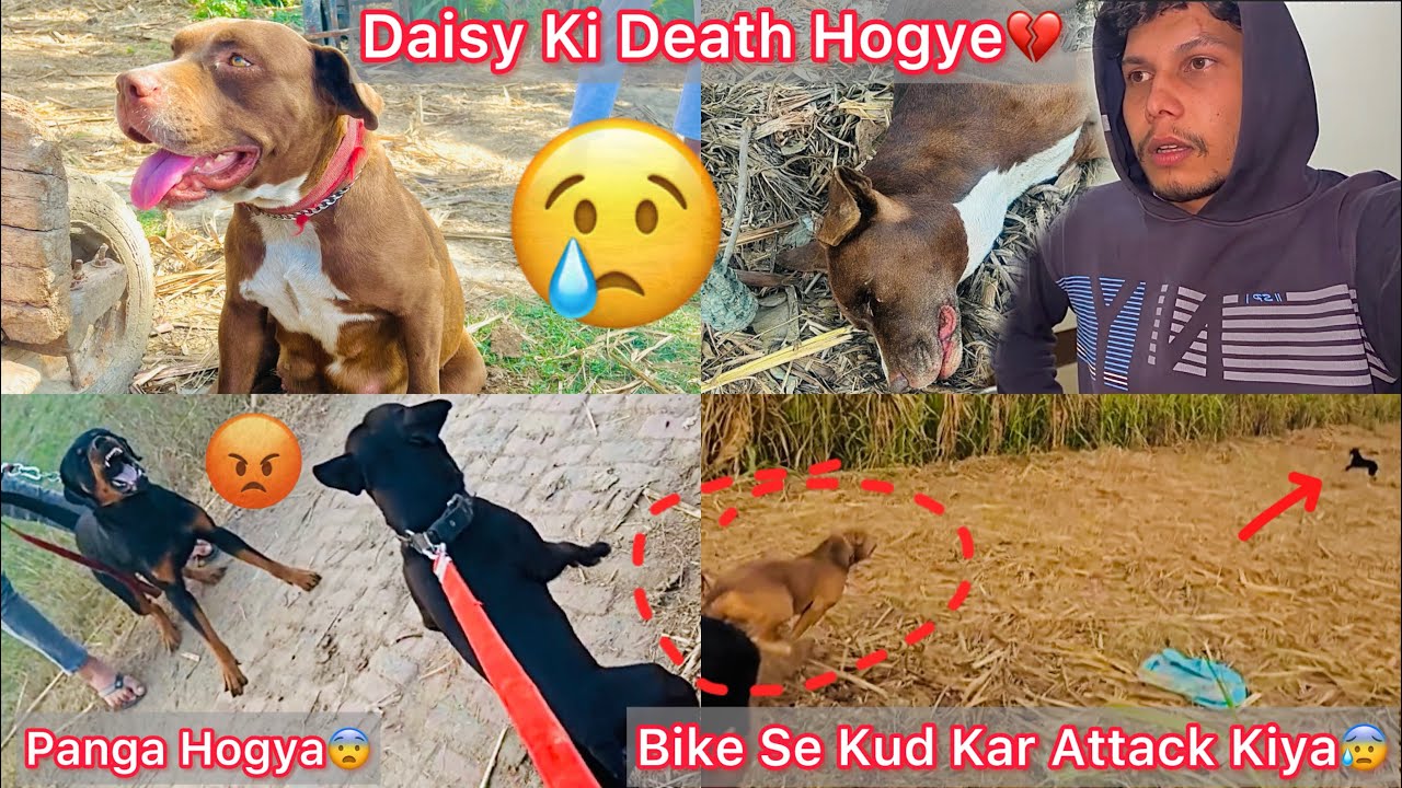Rock N Chalti Bike Se Kud Kar Attack Kiya😰Raftar Ki Jaan Bachne K Lea🕊️Daisy Ki Ekdm Se Death Hogye💔