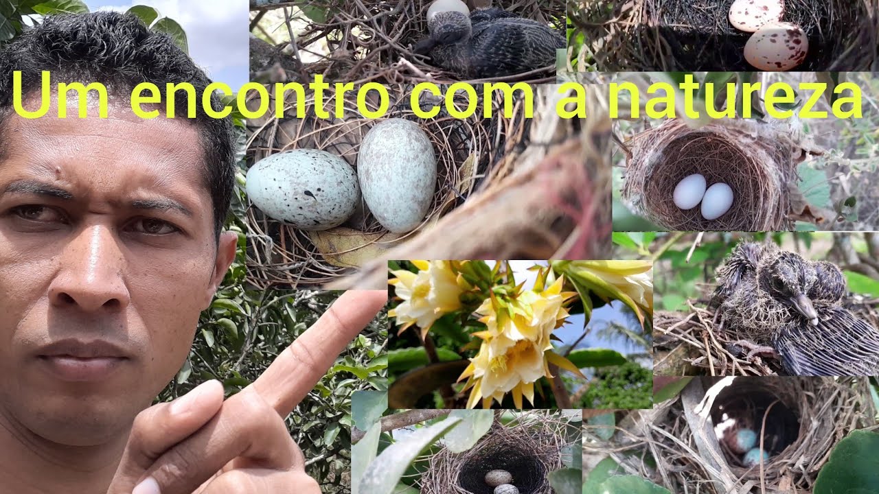 CARDEAL,JURITI, MARIA CHORONA,BEM-TE-VI, TICO-TICO REI,SANHACO-AZUL,PITIGUARI ,BEIJARFLOR, GARRINCHA