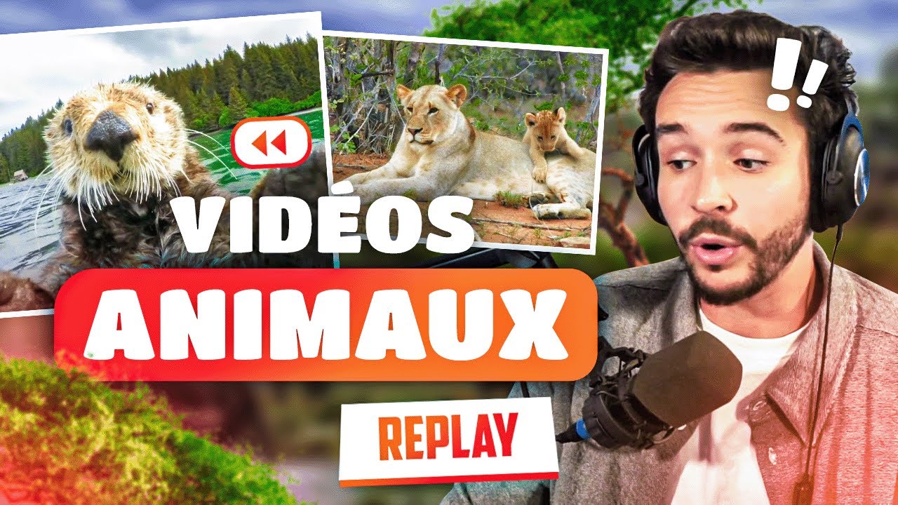 Des petites vidéos d'animaux ! (on se perd sur internet)