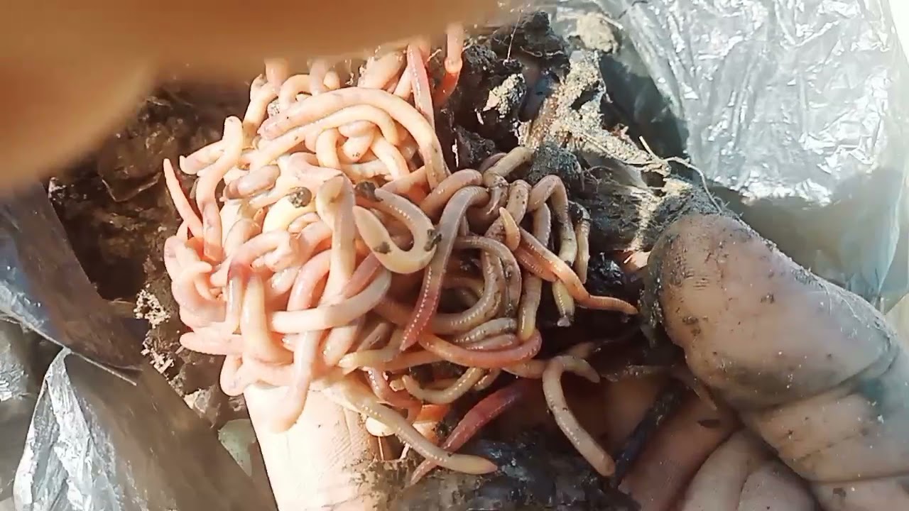 ازاي تجمع دود.الرمله