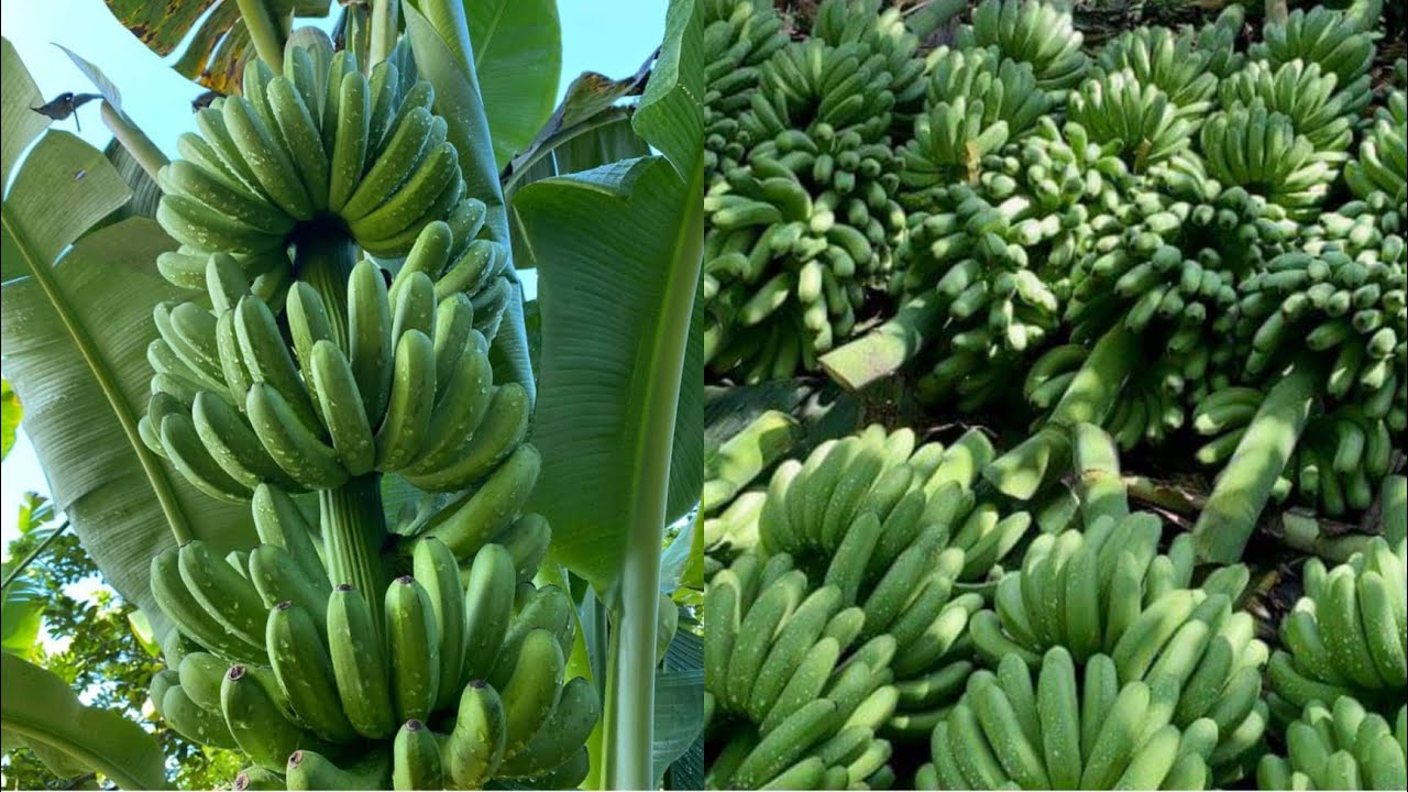 Paano at kailan mag harvest ng Saging