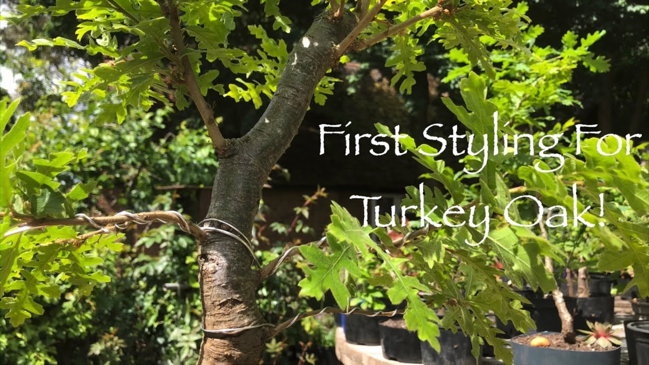 First Styling For Turkey Oak Bonsai!!