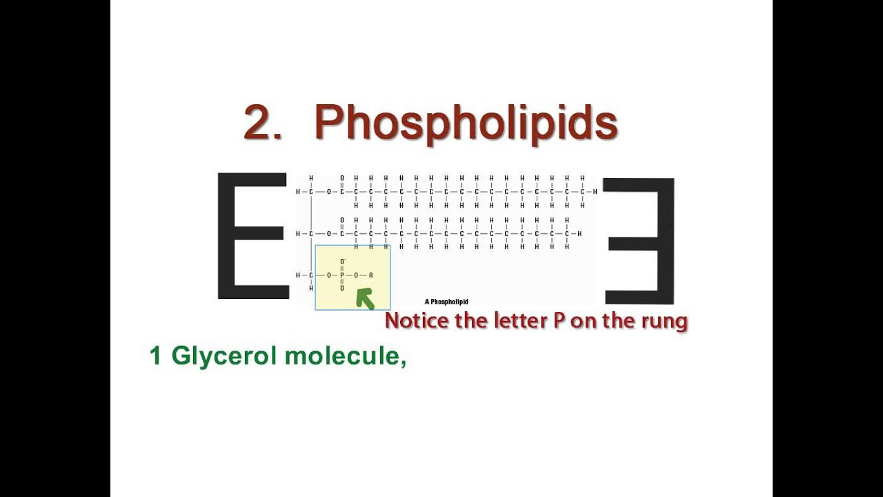 BCLN - Phospholipids explained - Biology
