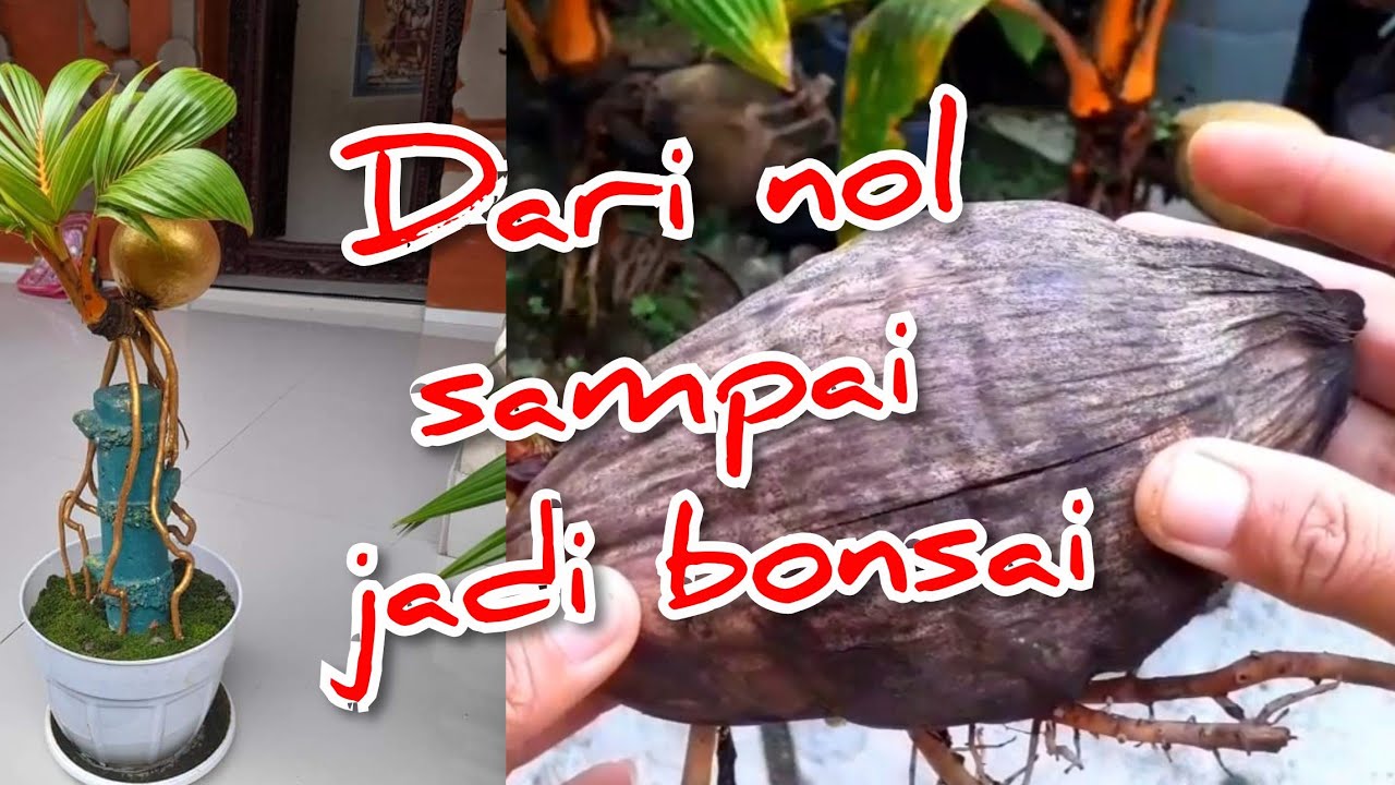 CARA MEMBUAT BONSAI KELAPA DARI AWAL SAMPAI JADI BONSAI || To make a coconut bonsai