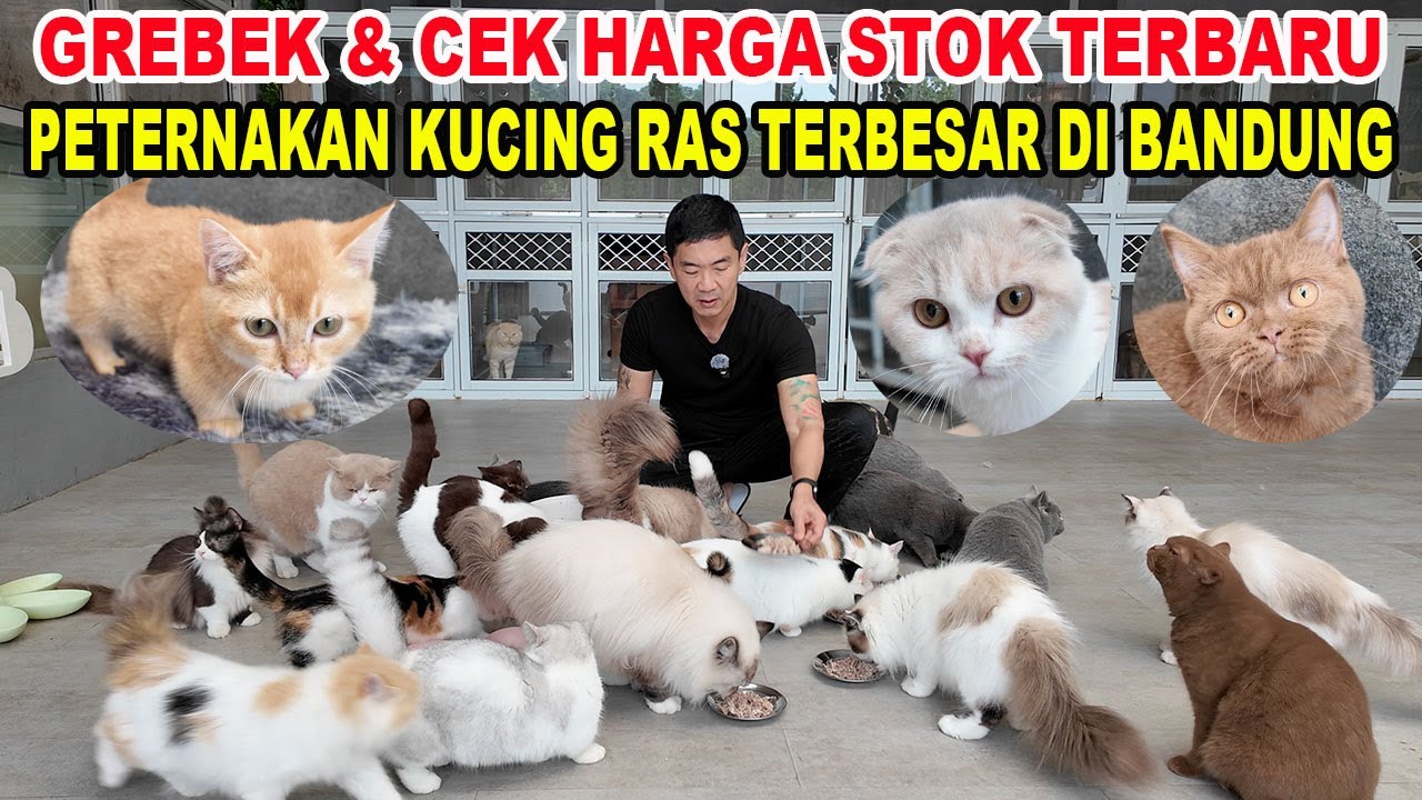Grebek & Cek Harga Peternakan Kucing Ras TERBESAR Di Bandung