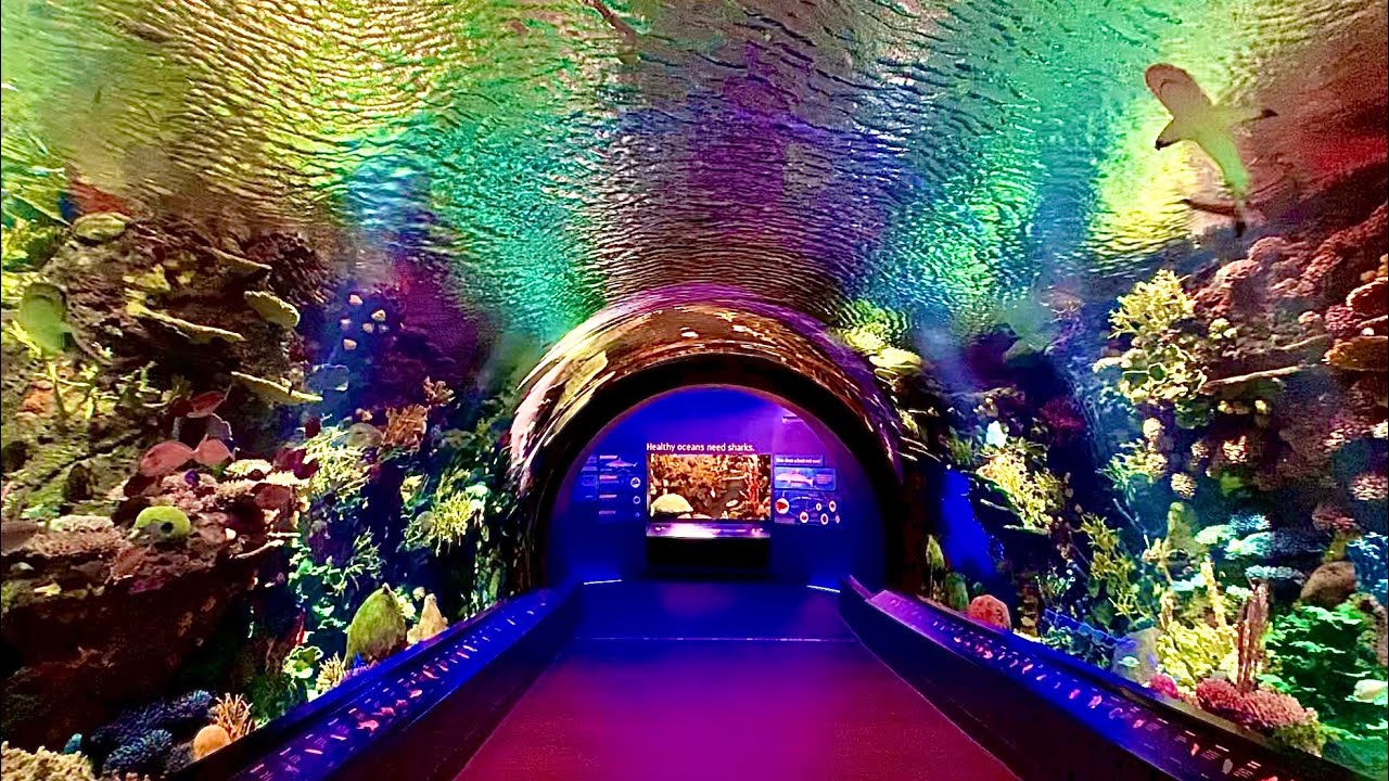 New York Aquarium Cinematic Walkthrough Tour NY Coney Island NYC Reef and new Shark Exhibit