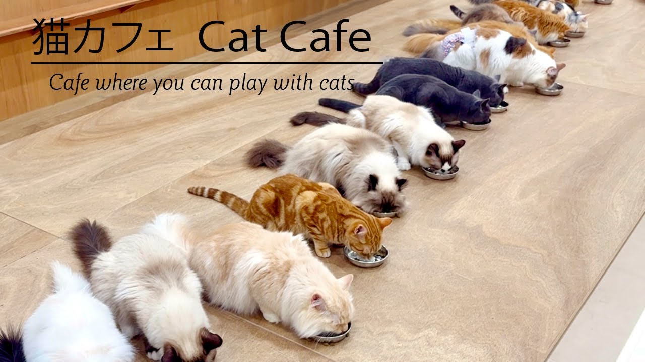 豊川の猫カフェに行って予想以上に癒された🐈I went to a cat cafe. 