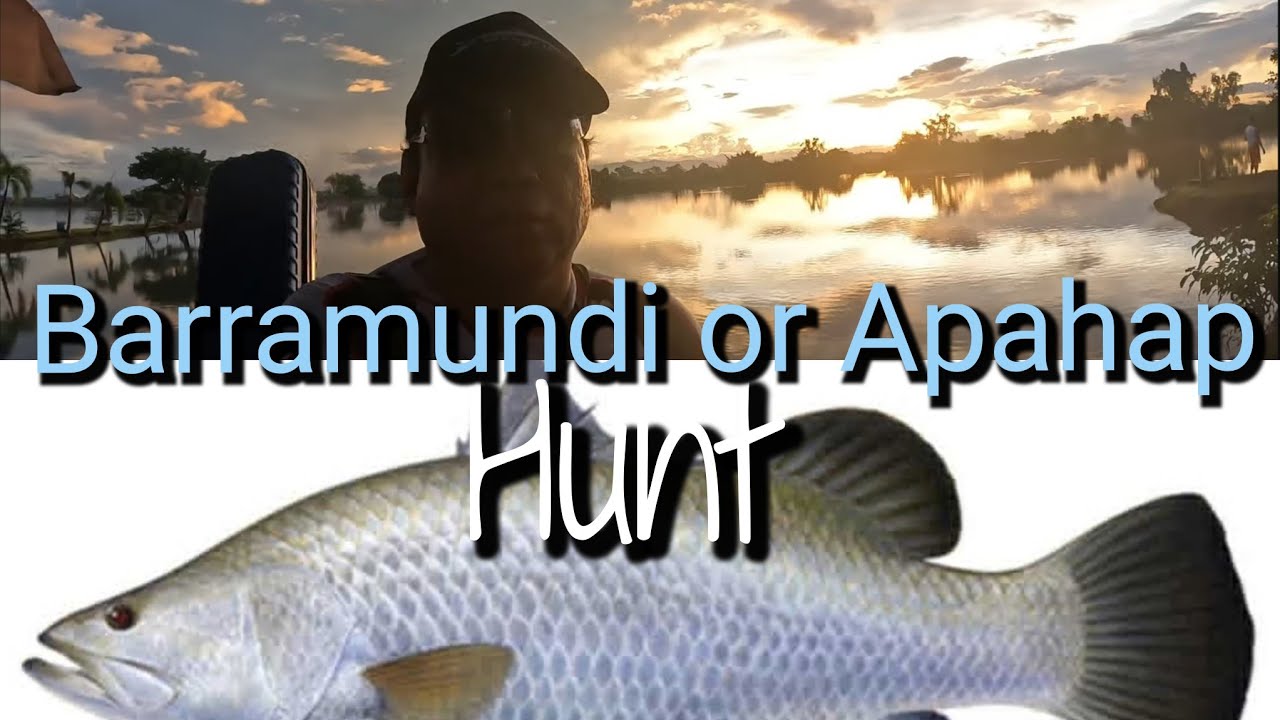 Ep. 2 Monster Fish Hunt BARRAMUNDI or APAHAP at Aling Nene's Pond Valenzuela City #monsterfish