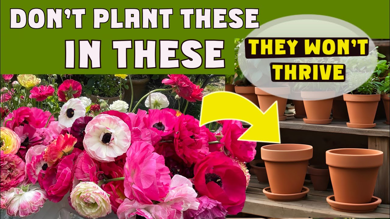 RANUNCULUS: why I don’t plant them in pots but here’s how to take care of them if YOU do. #gardening