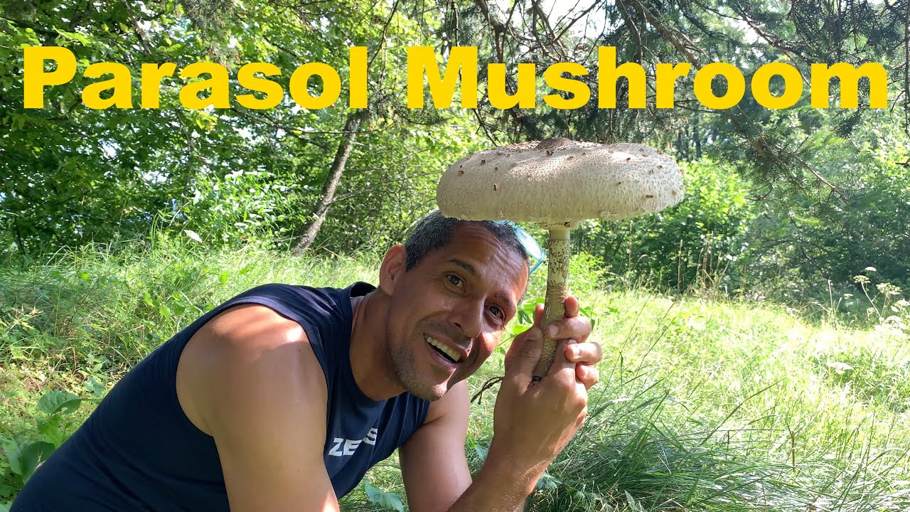 Cogumelo guarda-sol (Macrolepiota procera) - Parasol Mushroom e Cantharellus
