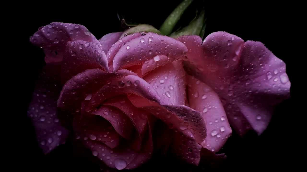 Wedding Waltz (E. Karaindrou) - Notis Mavroudis & Panagiotis Margaris