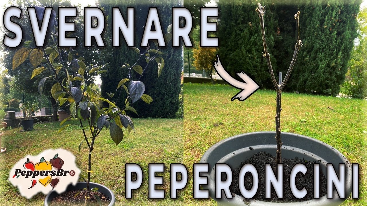 SVERNARE PEPERONCINI: Come salvare le piante in inverno!