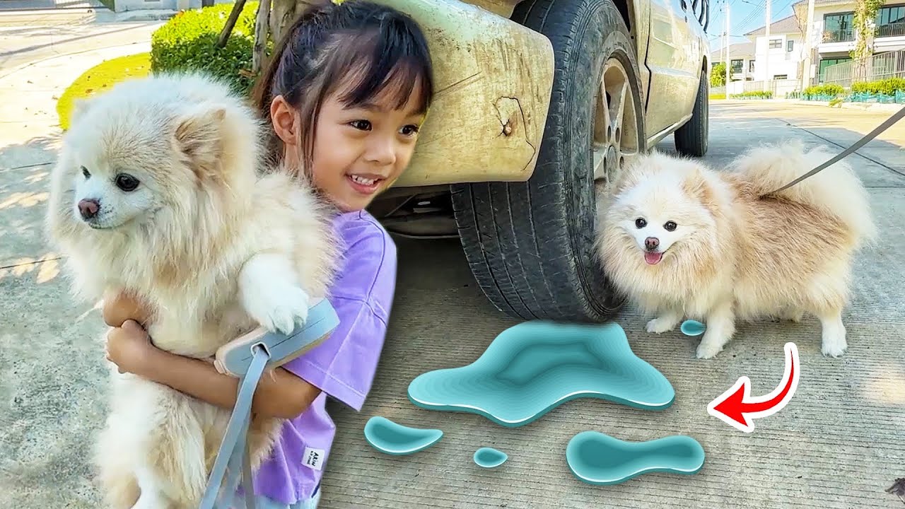 เลี้ยงหมา 1 วัน | บริ้งค์ไบรท์