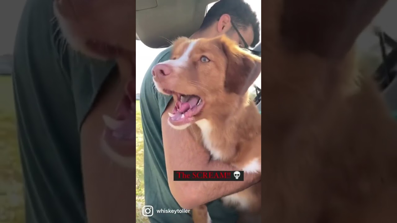 Poczekaj na ten podwinięty język 😆😅 #toller