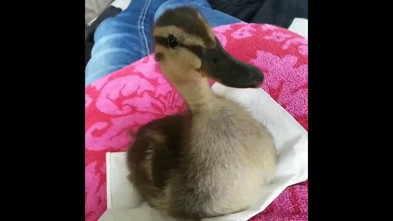 Growing up duckling. From duck to male mallard