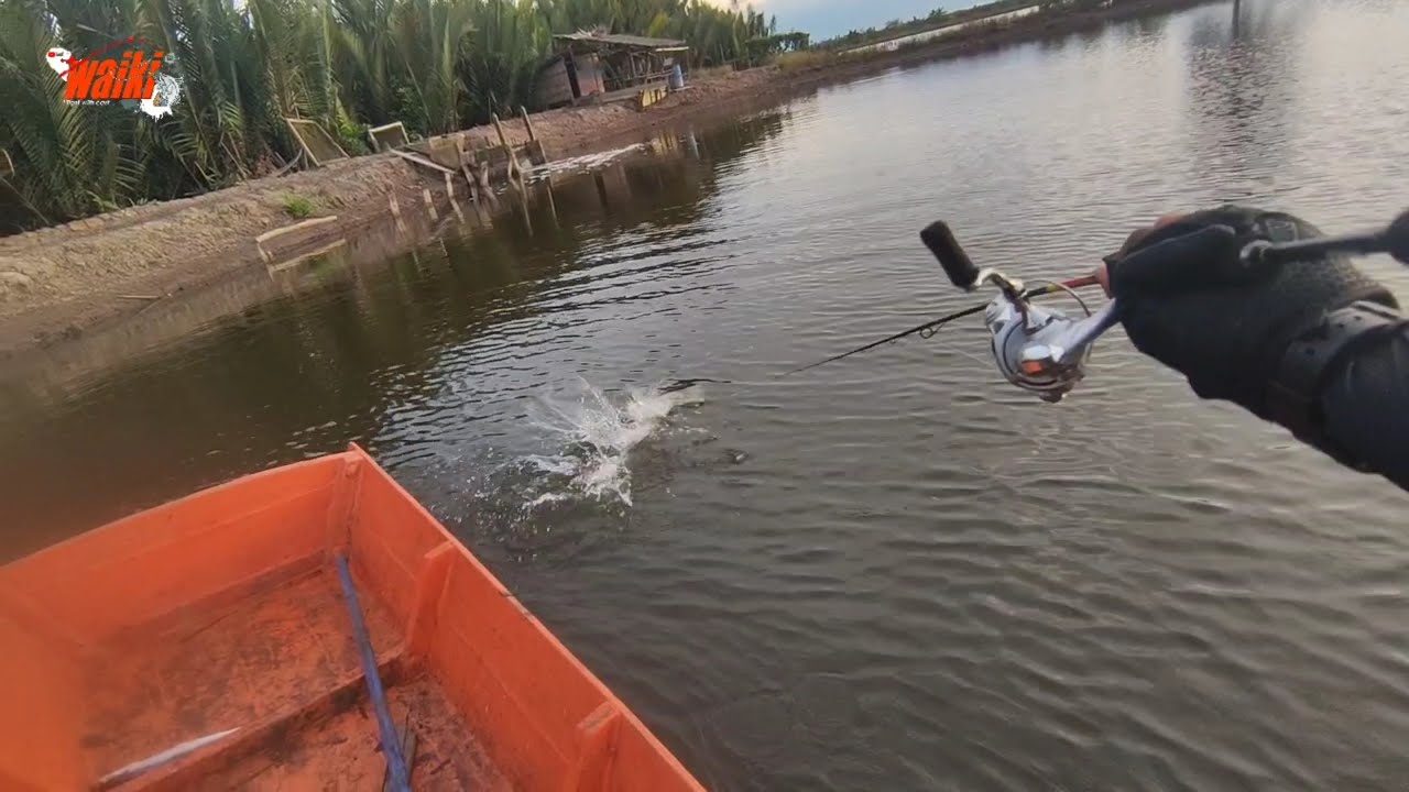 casting barramundi di tambak pakai soft lure || part 2 @WAIKI58