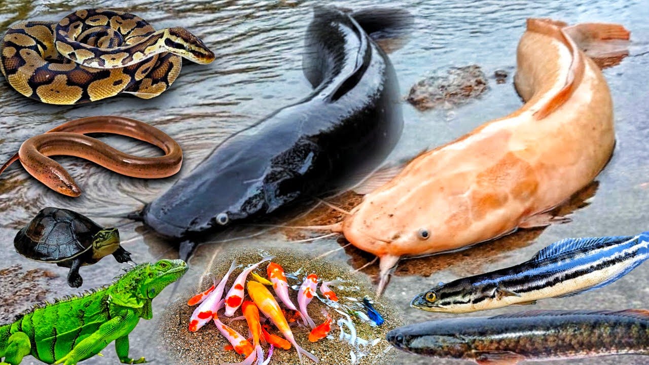 Ух ты, я поймал большого сома в яме. Там водятся сомы-альбиносы, декоративные рыбы, змееголовы