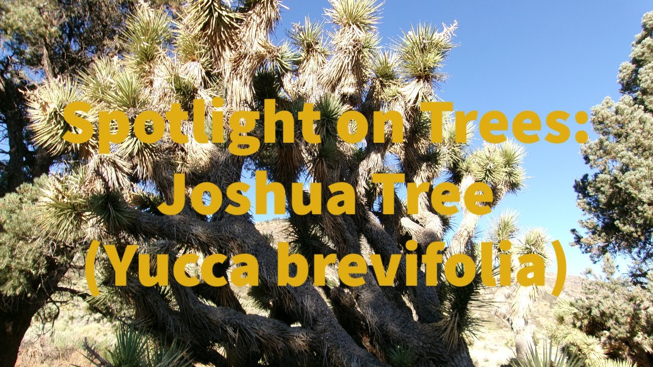 Spotlight on Trees: Joshua Tree (Yucca brevifolia)- 8/8/23- San Bernardino National Forest
