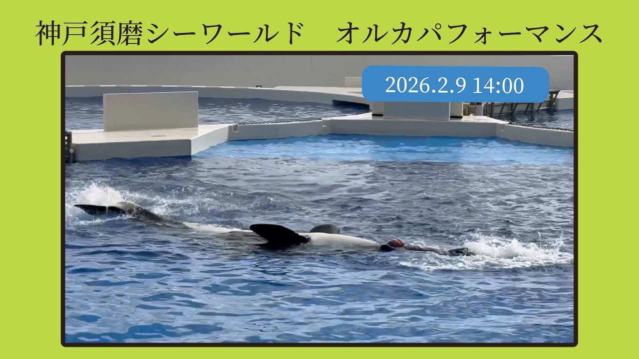 神戸須磨シーワールド　オルカパフォーマンス　2026.2.9 14:00