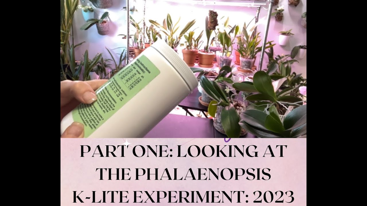 Phalaenopsis 2023 K-Lite Experiment: Part One - Looking at the Phalaenopsis