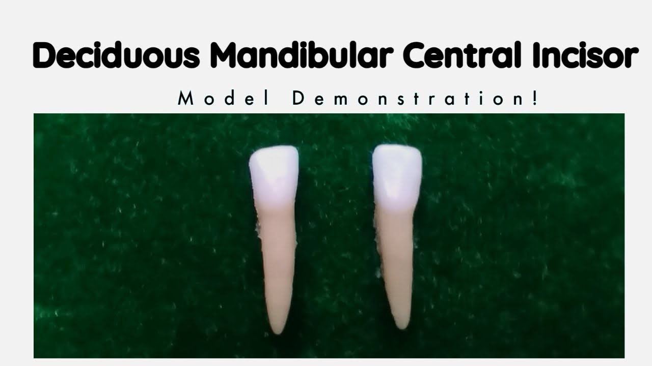 Deciduous Mandibular Central Incisor | Tooth Morphology