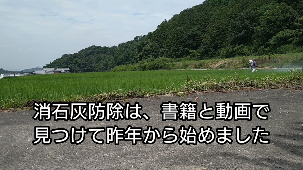 消石灰でカメムシ斑点米防除