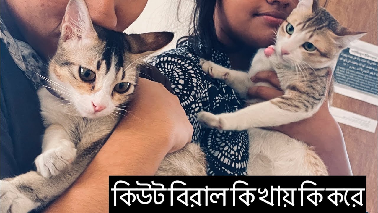 কি করে কি খায় সারাদিন মেডিলিন জুলিয়ান।কিভাবে বিরাল পালবেন।পোষা-প্রাণী বাজার কাটাবন| Katabon Market